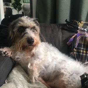 Meet your Posher, Joe